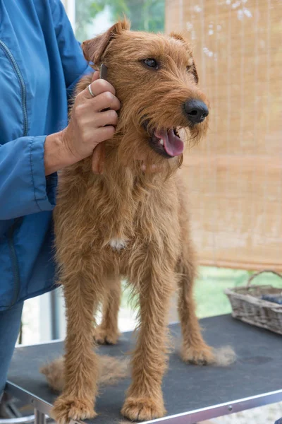 Aparar Pescoço Cão Terrier Irlandês Cão Está Mesa Preparação Verticalmente — Fotografia de Stock