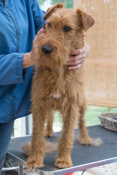 Corte Cão Terrier Irlandês Cão Está Mesa Preparação Verticalmente — Fotografia de Stock