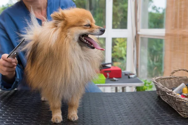 Lächelnder Pommerscher Spitzhund Steht Gepflegt Die Kamera Horizontal — Stockfoto