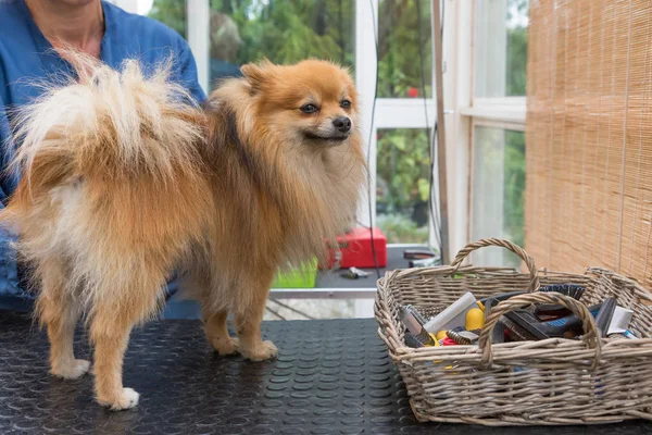 Pomeranian Γερμανικό Spitz Σκυλί Θέτουν Στο Τραπέζι Καλλωπισμού Οριζόντια — Φωτογραφία Αρχείου