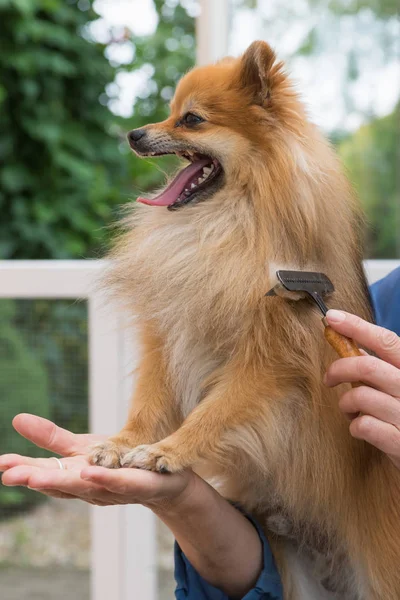 Die Seitenansicht Des Lächelnden Pommerschen Spitzhundes Steht Die Hand Eines — Stockfoto