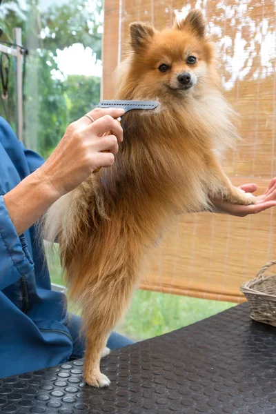 Pommerscher Spitzhund Posiert Stehend Angelehnt Die Hand Eines Pflegers Und — Stockfoto