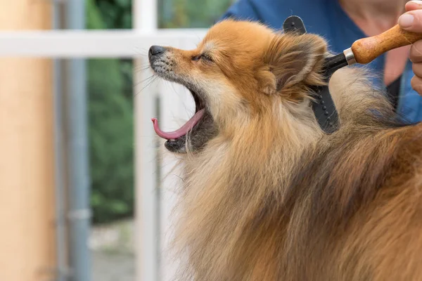 Lächelnder Pommerscher Spitzhund Mit Offenem Maul Wird Von Einer Pflegerin — Stockfoto