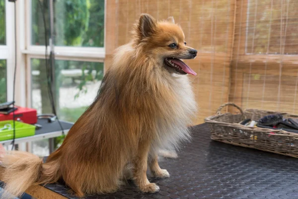 Der Süße Pommersche Spitzhund Sitzt Auf Dem Pflegetisch Horizontal — Stockfoto