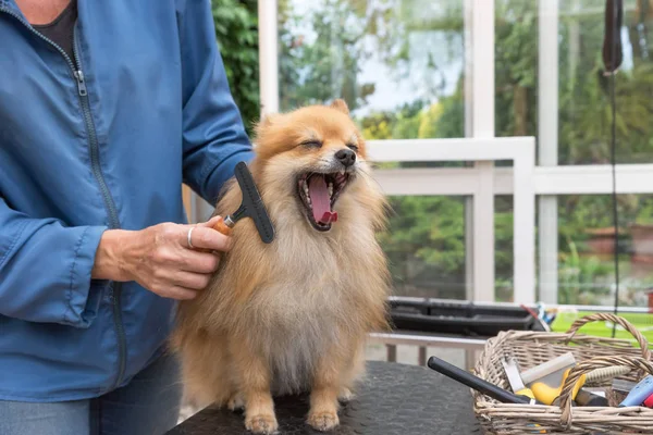 Lachender Pommerscher Spitzhund Steht Mit Offenem Maul Auf Dem Tisch — Stockfoto