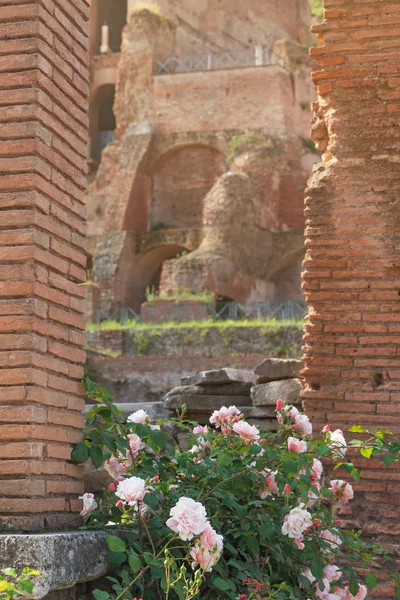 Still Life Pink Roses Ancient Brick Columns Forum Romanum Rome — Stock Photo, Image