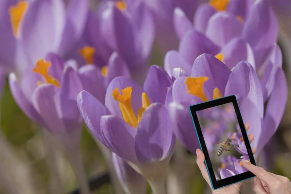 Flowers Purple Crocus Saffron Closeup Background Female Hands Holding Tablet — Stock Photo, Image
