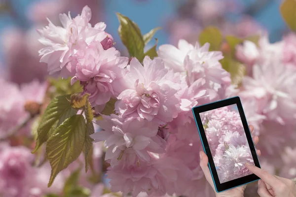 Vista Cerca Del Árbol Sakura Flor Color Rosa Con Cielo —  Fotos de Stock