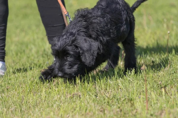 Filhote de cachorro de treinamento cão schnauzer à procura de pistas — Fotografia de Stock