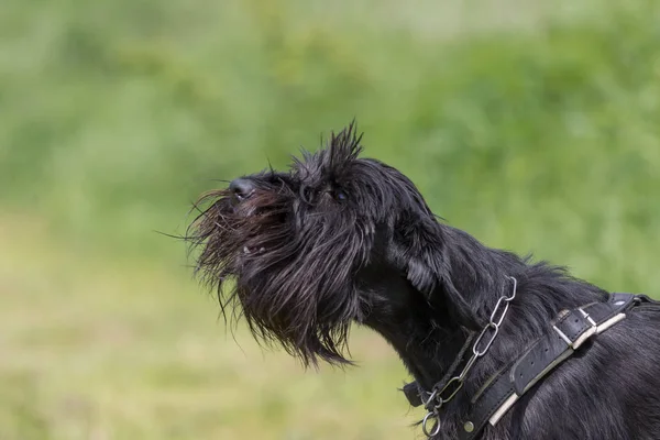 Schnauzer dog is barking — Stock Photo, Image