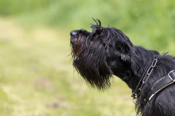 Vista lateral do cão Schnauzer preto latido — Fotografia de Stock