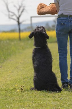 Schnauzer köpek itaat eğitimi . Dikey.