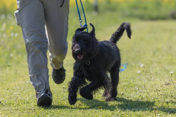 Woman is running with her dog — Stock Photo, Image