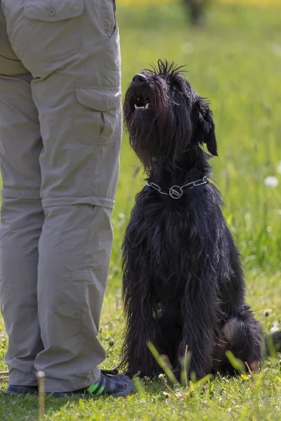 Treino de obediência cão Schnauzer — Fotografia de Stock