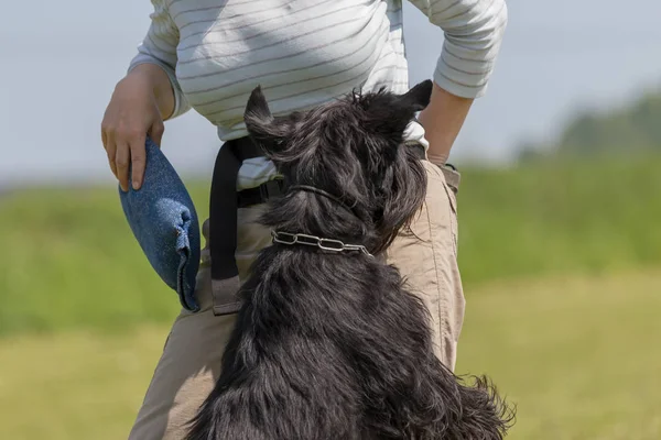 Dog is a begging treat — Stock Photo, Image