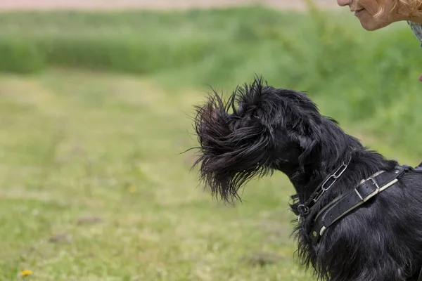 Treinamento de defesa cão Schnauzer — Fotografia de Stock