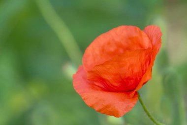 Kırmızı haşhaş closeup çiçek yan görünümü 