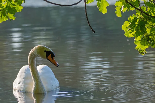 Cisne bajo los árboles en el lago —  Fotos de Stock