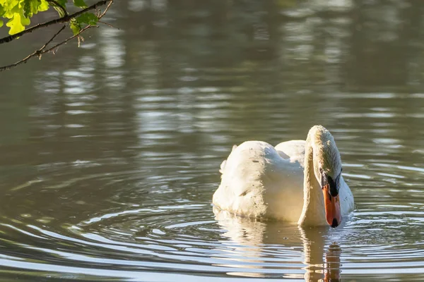 Vooraanzicht van de zwaan op het meer — Stockfoto