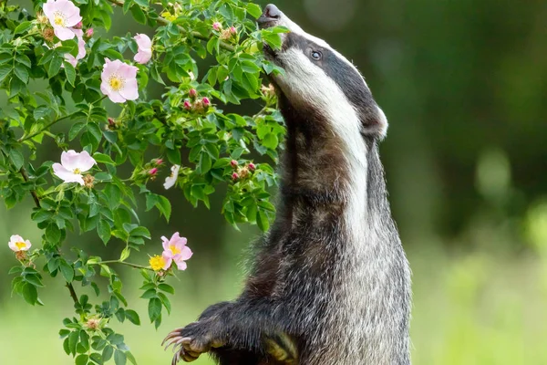 Badger is sniffing a wild rose flower — Stock Photo, Image