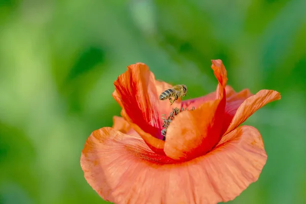 Kırmızı haşhaş çiçeği üzerinde uçan arı — Stok fotoğraf