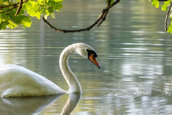 Vista lateral del cisne en el lago —  Fotos de Stock