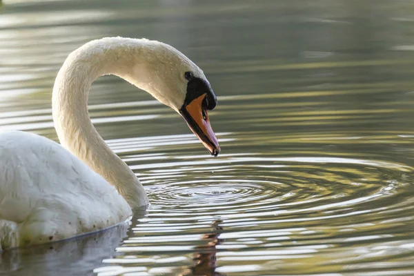 Cisne no lago closeup — Fotografia de Stock