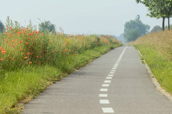 赤いケシの花が並ぶ空の自転車道. — ストック写真