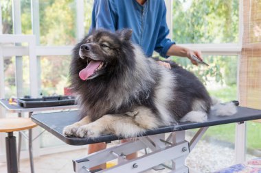 Kesilmiş sevimli Wolf Spitz Köpek masada yatan