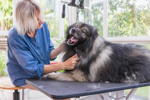 Trimming cute Wolf Spitz dog