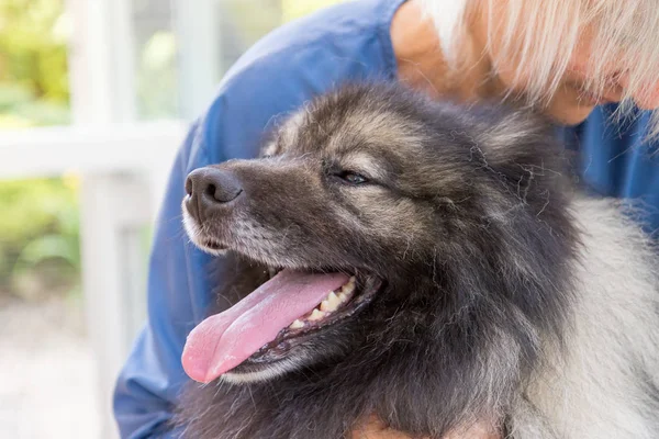 Kopf des getrimmten Wolfspitz-Hundes Nahaufnahme — Stockfoto