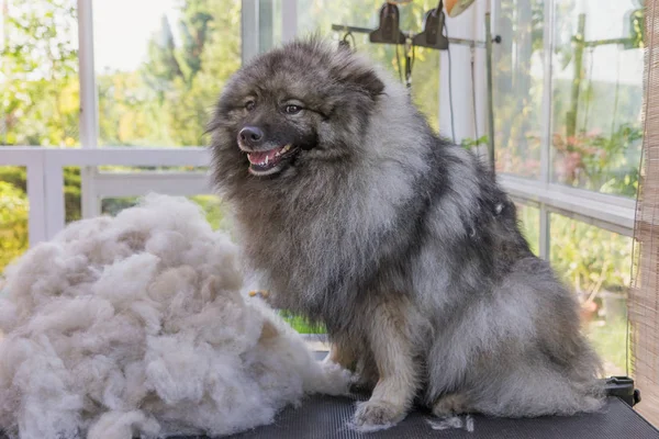 Smiling Wolf Spitz is sitting next to a pile of hairs