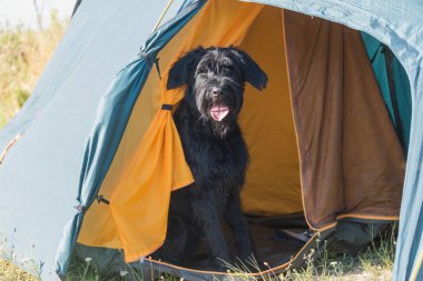 Schnauzer Köpek çadır yatakta oturan 