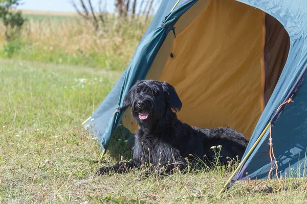 Schnauzer Dog deitado no vestíbulo da tenda ao ar livre — Fotografia de Stock