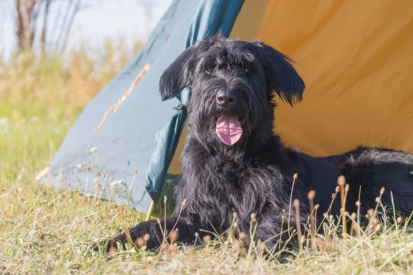 Schnauzer Cão com a língua estendida na tenda — Fotografia de Stock