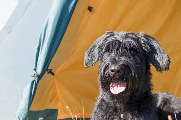 Schnauzer hond liggend in de tent close-up — Stockfoto