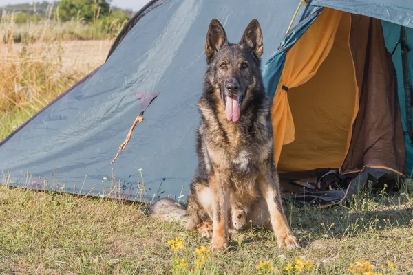 德国牧羊犬坐在帐篷前 — 图库照片