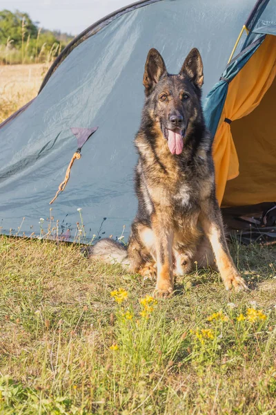 德国牧羊犬坐在帐篷前。垂直. — 图库照片