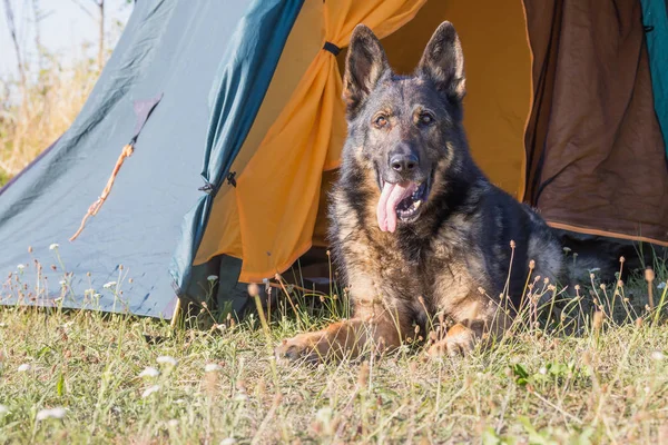 德国牧羊犬躺在帐篷前厅 — 图库照片