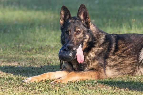 躺在草地上的德国牧羊犬的肖像 — 图库照片