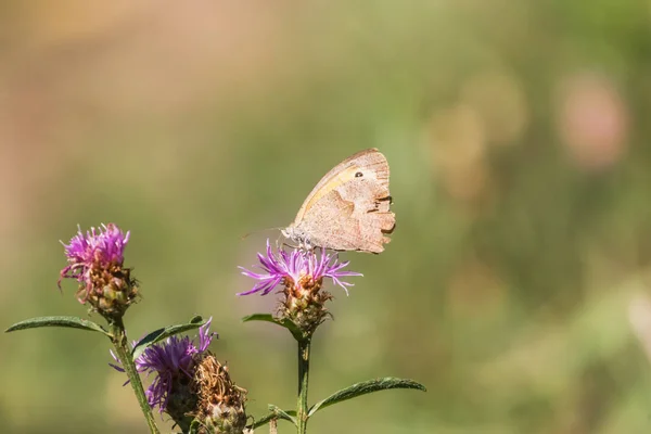 Meadow brown butterfly on purple flower closeup — Stock Photo, Image