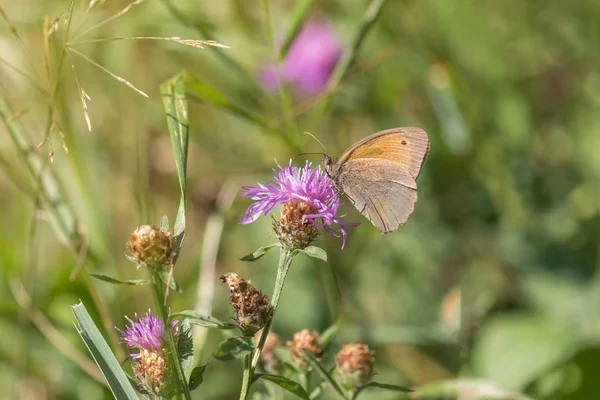 Meadow brown butterfly in meadow closeup — Stock Photo, Image