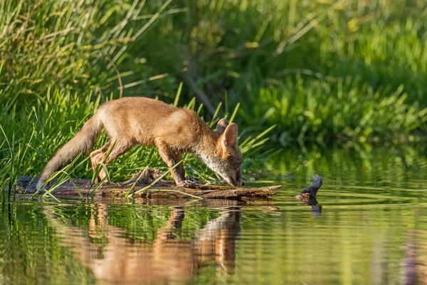 Raposa na borda de uma superfície do lago — Fotografia de Stock