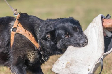 Siyah Alman Çoban köpek savunma eğitimi