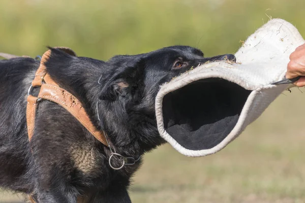 Defense training of a German Shepherd dog closeup — Stock Photo, Image