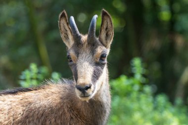 Rupicapra 'nın portresi