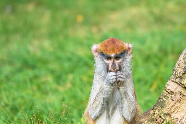 Portrait of the patas monkey — Stock Photo, Image