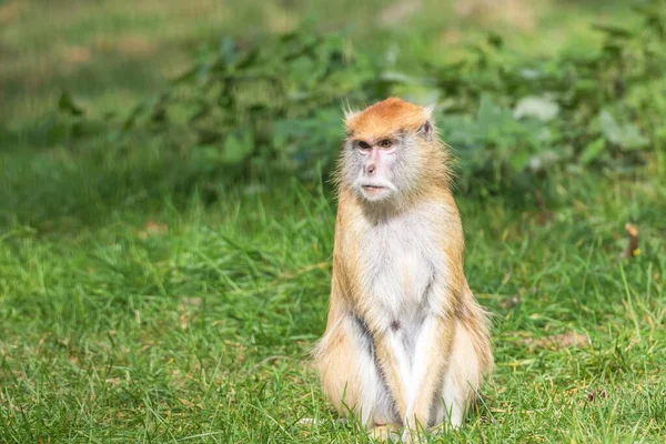 Portrét opice patas — Stock fotografie