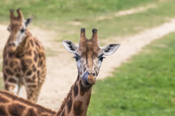 Портрет жирафа Ротшильда, торчащего языком — стоковое фото