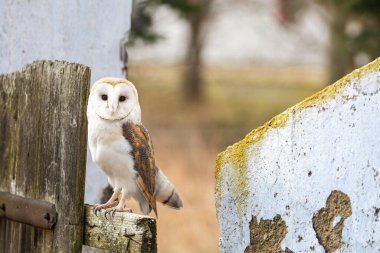 Parlak ahır baykuşunun portresi çitin üzerinde oturuyor.